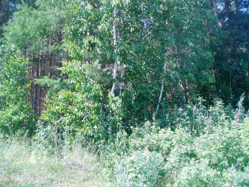 Как выжить аллергику в Сибири: июнь и июль 