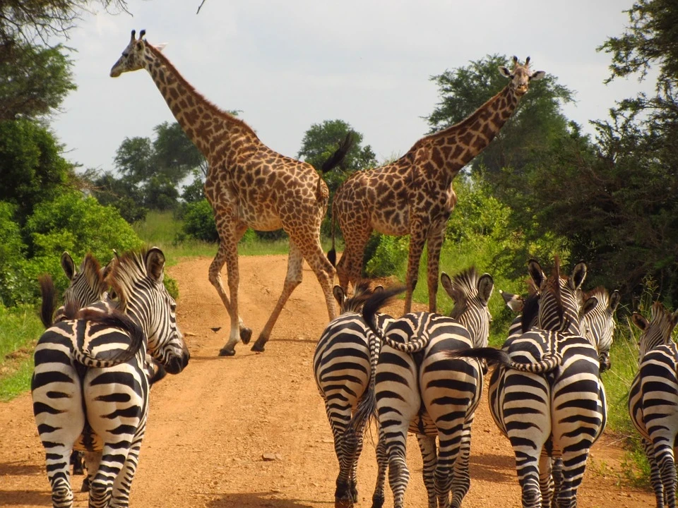 zebras-765885_960_720.jpg