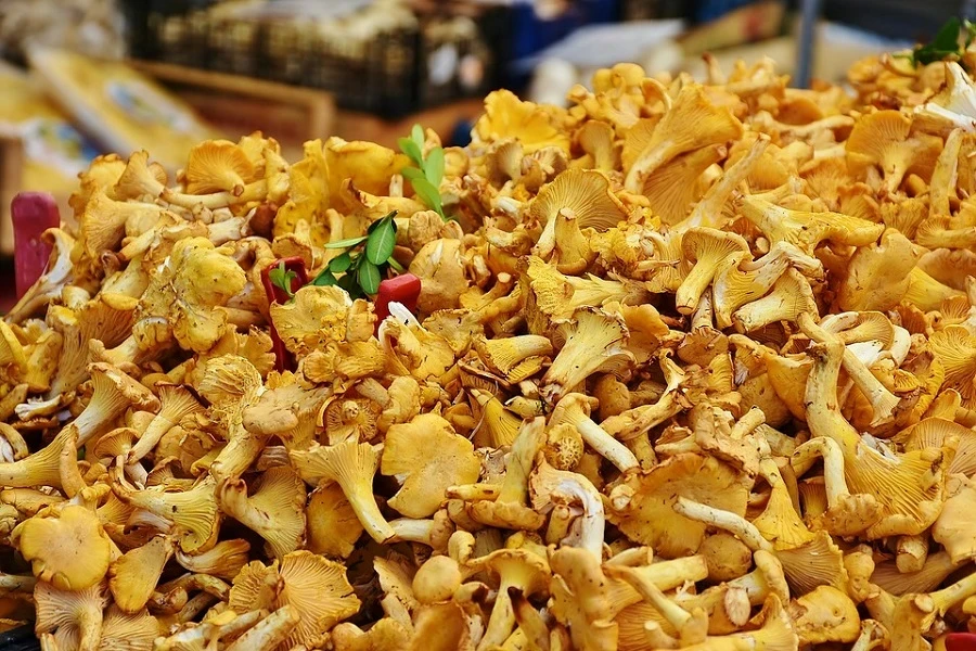 chanterelles-1680932_960_720.jpg