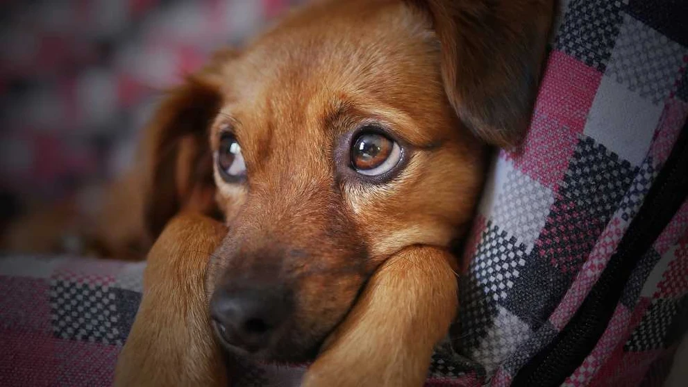 dog-3071334_1920.jpg