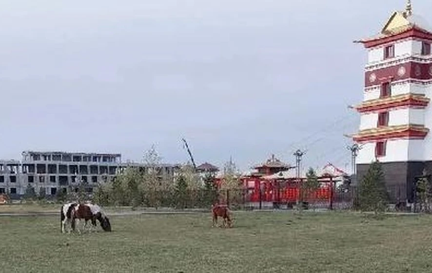 В Кызыле бродячие лошади съели «святой» газон