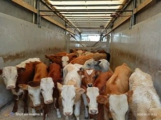 33 коровы не смогли покинуть Туву 