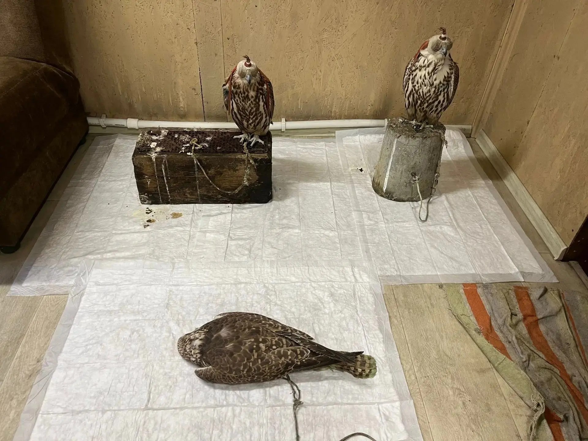 Поймали организатора контрабанды краснокнижных соколов на Алтае