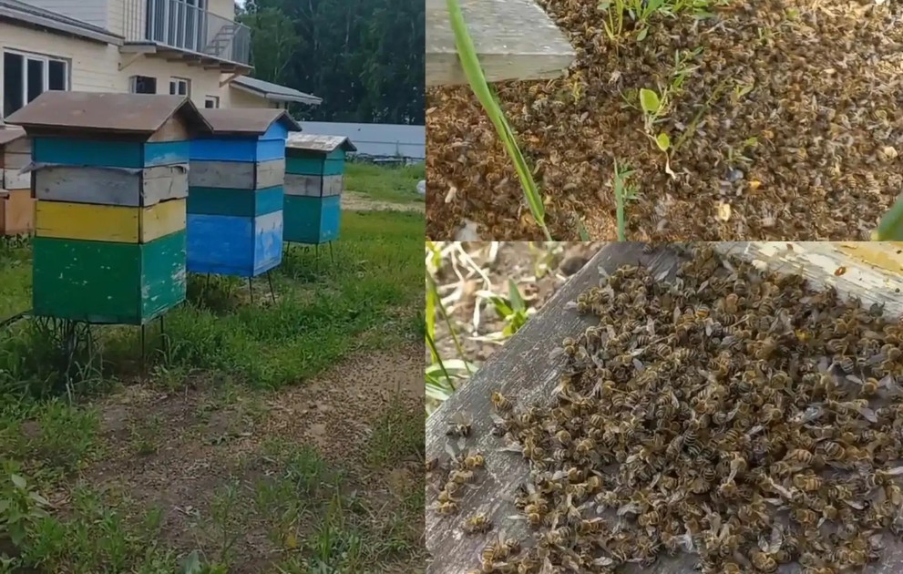 20 млн пчёл в Красноярском крае погибли из-за обработки полей пестицидами