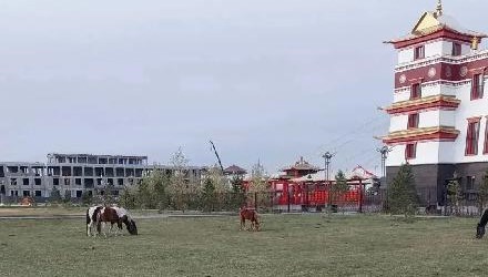 В Кызыле бродячие лошади съели «святой» газон