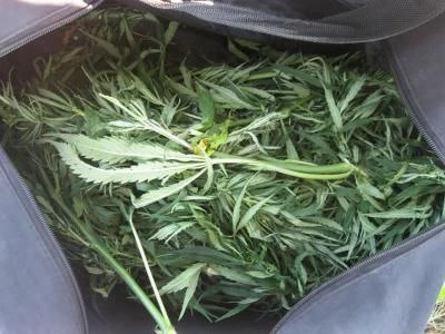 В Хакасии изъята крупная партия марихуаны у жителя Саяногорска