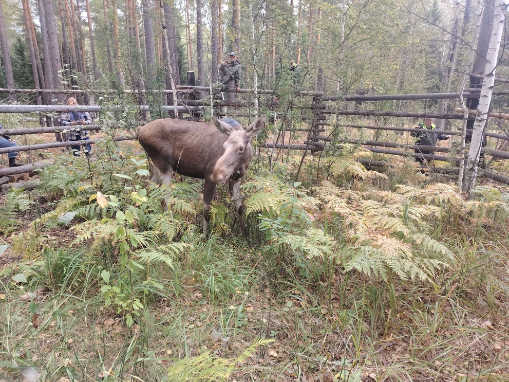 В Сузунский заказник переселили двух лосей из Новосибирского зоопарка