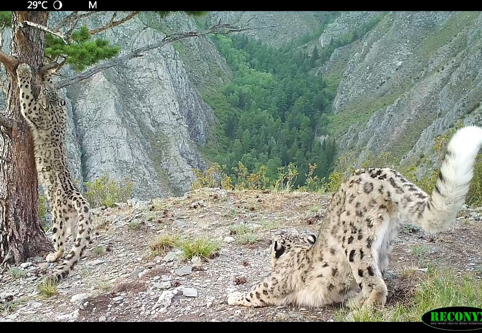 В заповеднике Красноярского края игру котят ирбиса зафиксировали на видео