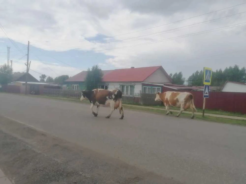 В Республике Алтай задержали грузовик с 44 коровами без документов
