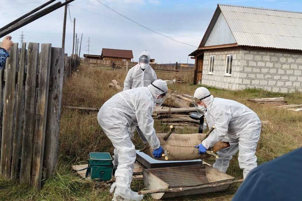 В Иркутской области условно ликвидировали очага африканской чумы свиней 