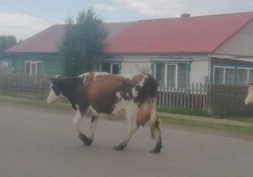 Сельхозпредприятиям Красноярского края возместят затраты на племенной материал