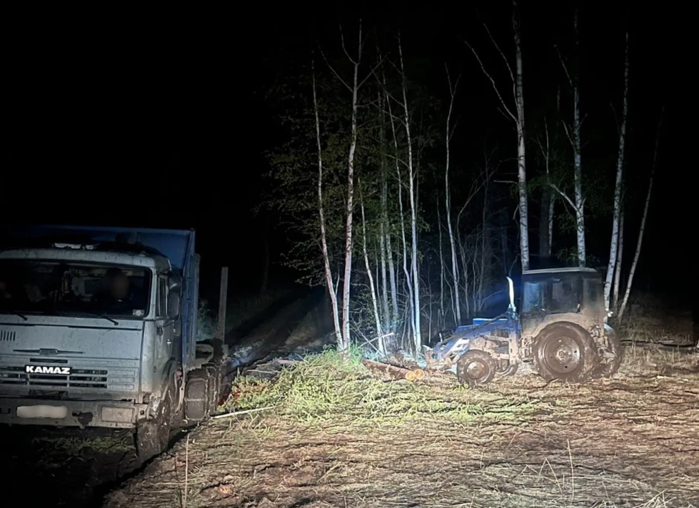 В Тыве раскрыли незаконную вырубку лиственниц