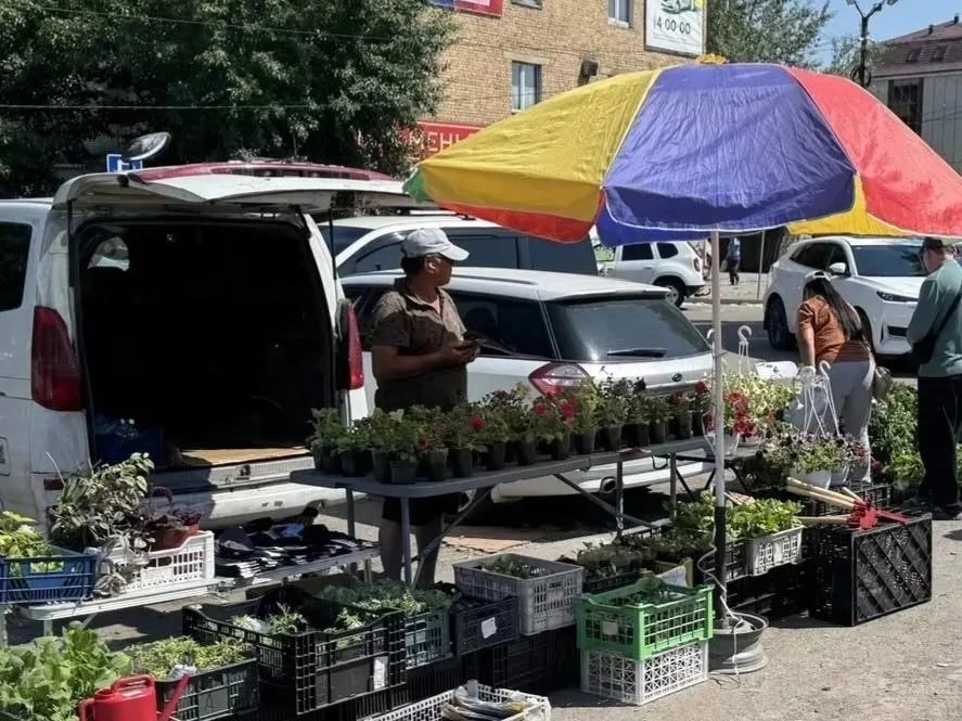 В Туве стартовала продажа рассады овощей для дачников