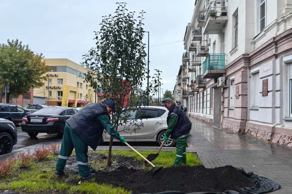 В Красноярске приступили к озеленению улиц Дзержинского и Перенсона