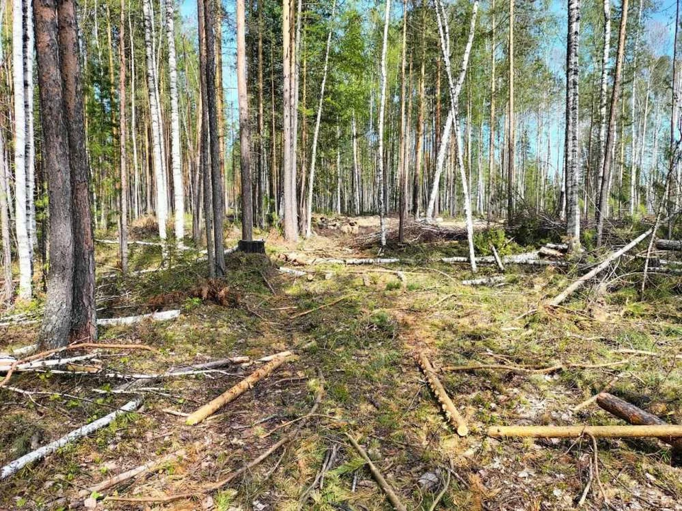 «Чёрные» лесорубы из Томской области получили реальные сроки 