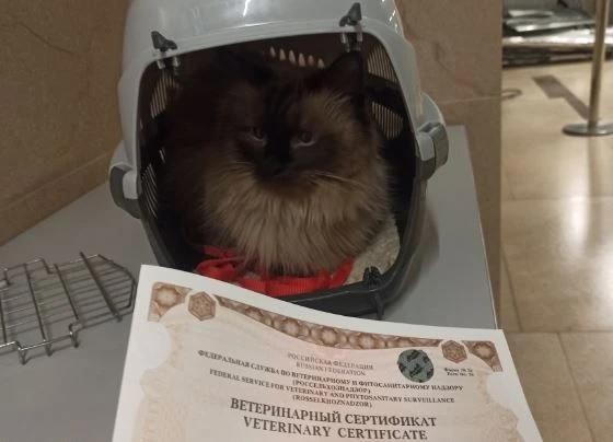 С наступлением холодов 20 котиков отправились из Красноярска в тёплые страны