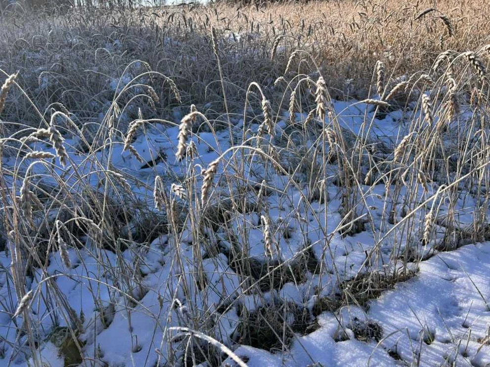 Заморозки, снег и дожди не дали Томским аграриям собрать урожай