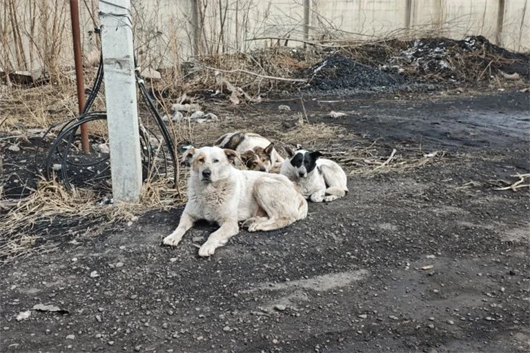 Более 700 бездомных собак отловили в Красноярске с начала года