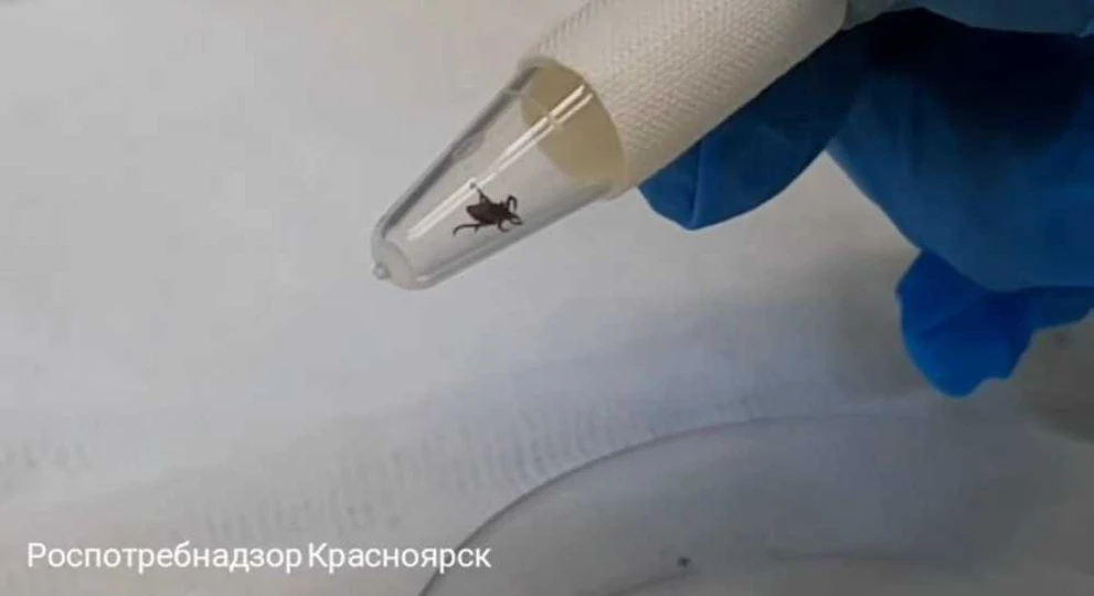 В Красноярском крае продолжается сезон клещей 