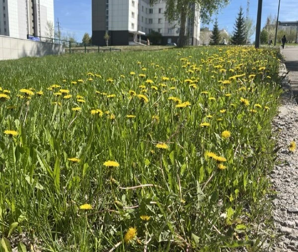 Прогноз погоды на 14 июня в Красноярске