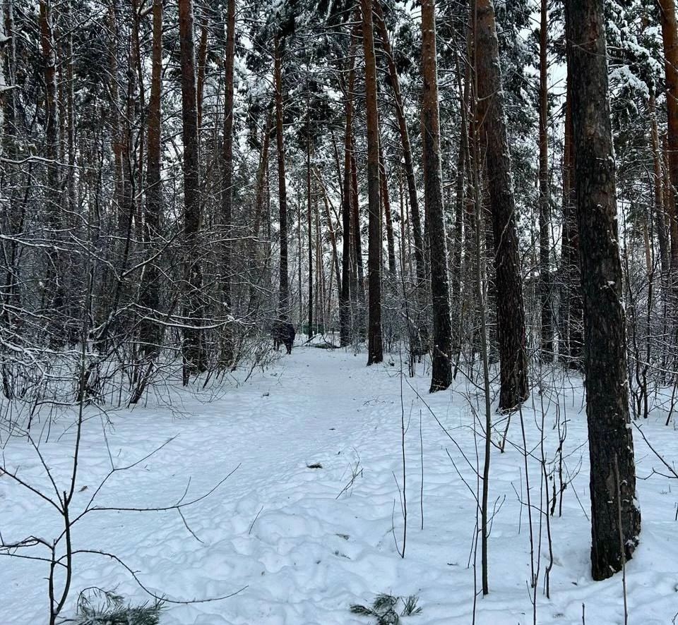 В Новосибирске в Инюшенском бору расчистили подлесок и тропы 