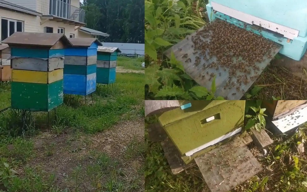 За гибель 20 миллионов пчёл в Красноярском крае оштрафовали аграриев