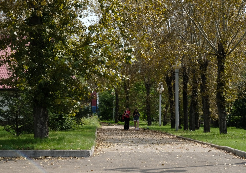 Красноярцам рассказали, что некоторые виды деревьев могут быть опасны