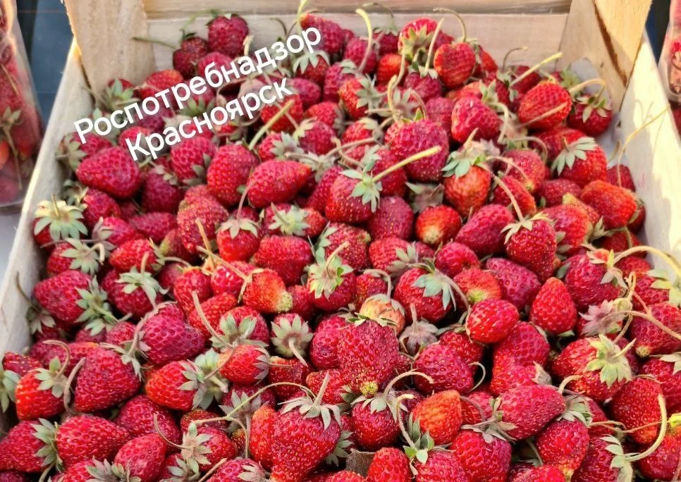 Выбираем спелую ягоду: в Красноярске начался сезон продажи свежей клубники 