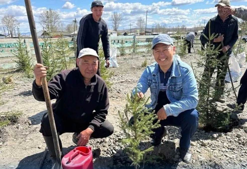 В Туве высадят более 1 млн деревьев
