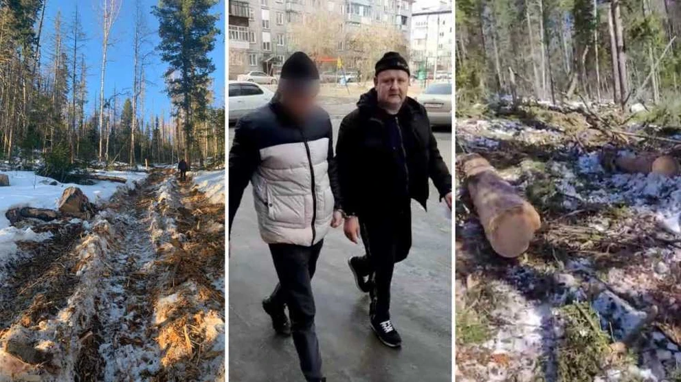 В Красноярском крае экс-депутата обвиняют в незаконной рубке леса на 42 млн рублей  
