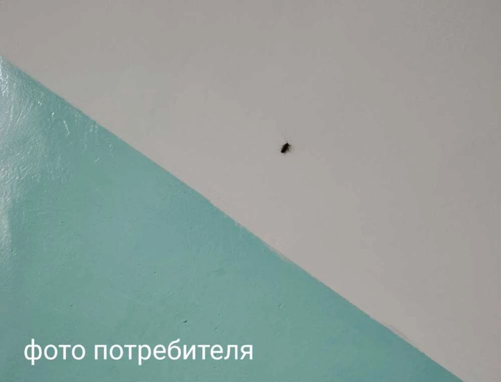 На УК в Красноярском крае пожаловались жильцы дома, которых одолели тараканы