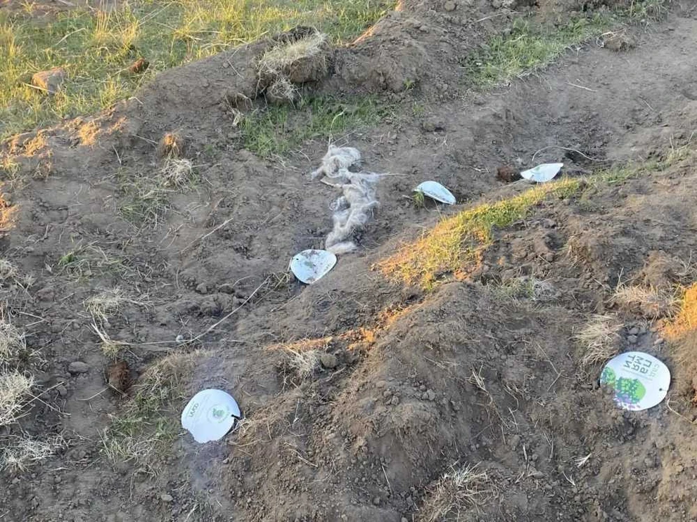 В Хакасии овцы уничтожили часть «Сада памяти» в аале Сапогов