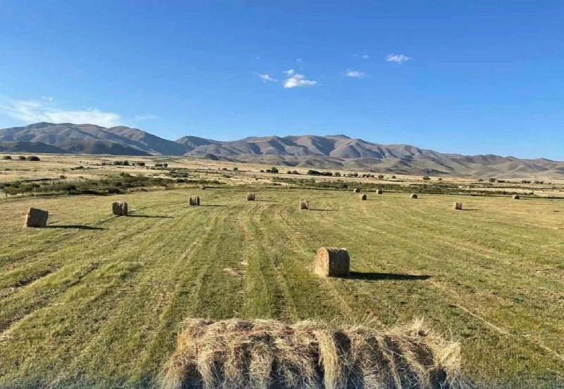 В Туве кормозаготовительная кампания осложняется засухой 