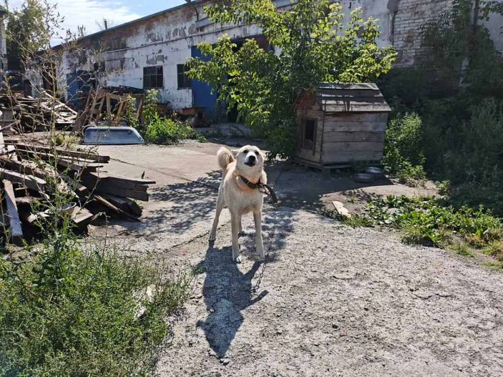 В 2025 году 114 собак из приютов обрели новый дом