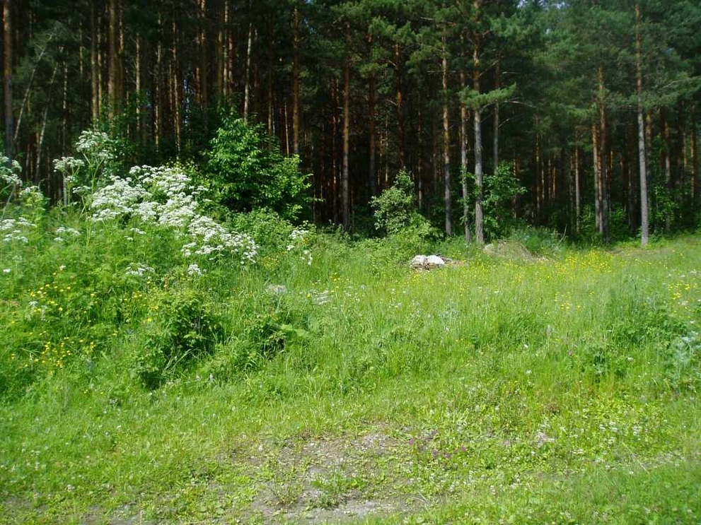 «Под нож» пойдут даже подорожники: на Алтае обновили чёрный список растений