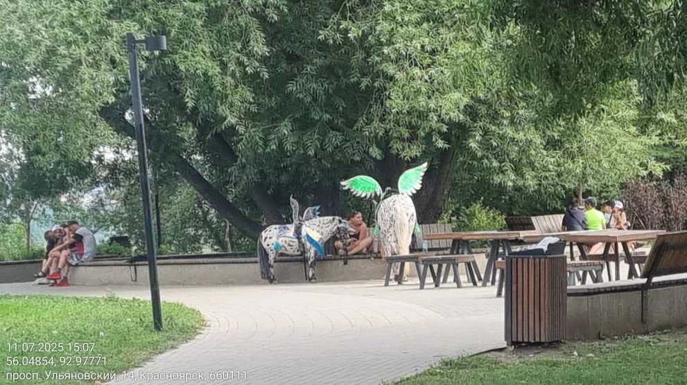  Красноярцам напомнили о запрете катаний на лошадях и съёмок с совами 