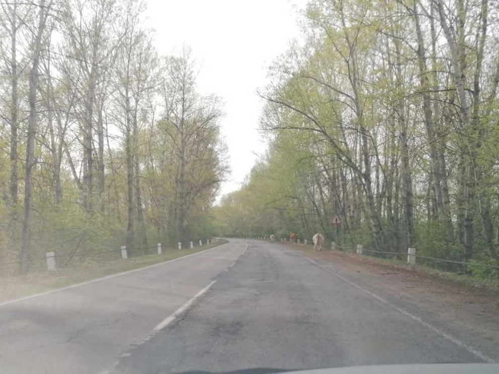 На прошедшей неделе в Хакасии не зарегистрировано ни одного лесного пожара