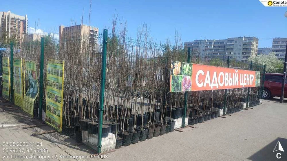 Красноярских садоводов обманывали саженцами «конфетных» яблонь и «ласковых» груш