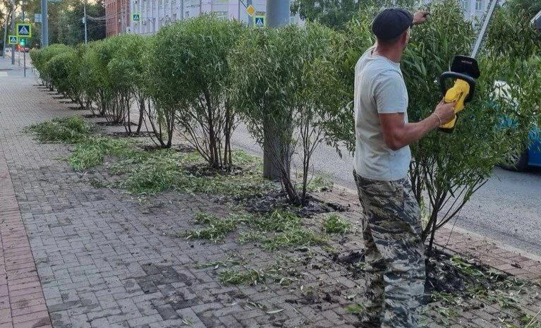 В Томске начали озеленять проспект Фрунзе новыми ивами