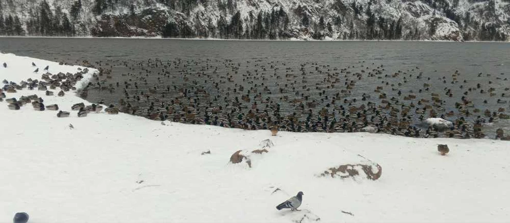 В южной столице Кузбасса провели подсчёт уток