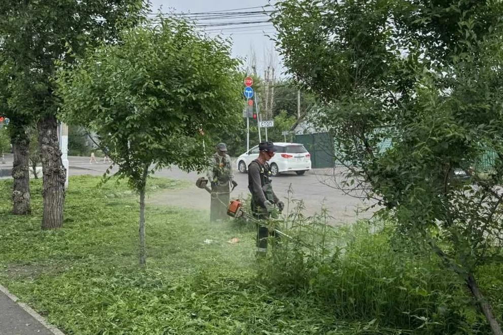 В Красноярске уничтожают дикорастущие наркосодержащие растения