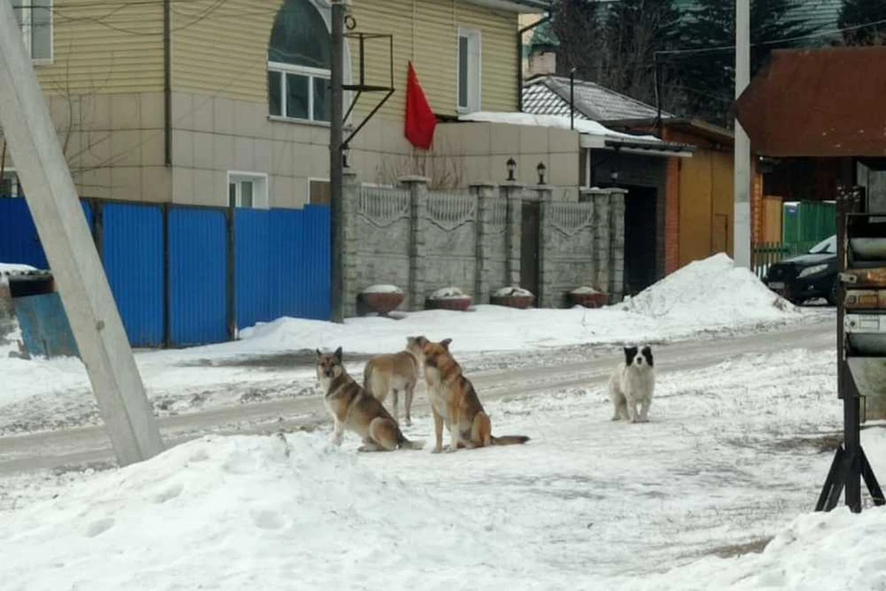 На прошедшей неделе в Красноярске отловлено 33 бездомные собаки
