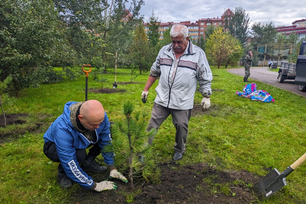 В парке 400-летия Красноярска высадили 30 кедров