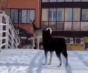 В Горно-Алтайске спасли напуганную косулю, забежавшую в центр города