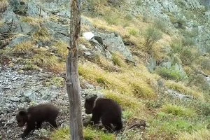 Красноярские учёные показали редкие кадры медведицы с малышами