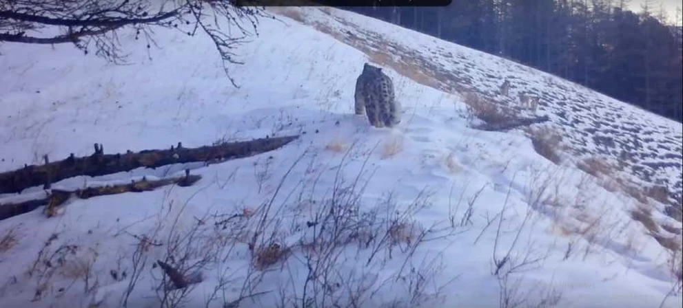 На Алтае в кадр попал ирбис, проигнорировавший горных козлов