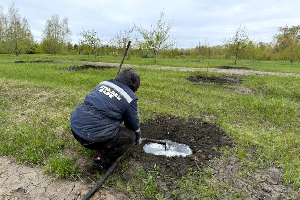 В Красноярске в Татышев-парке высадят 1000 деревьев