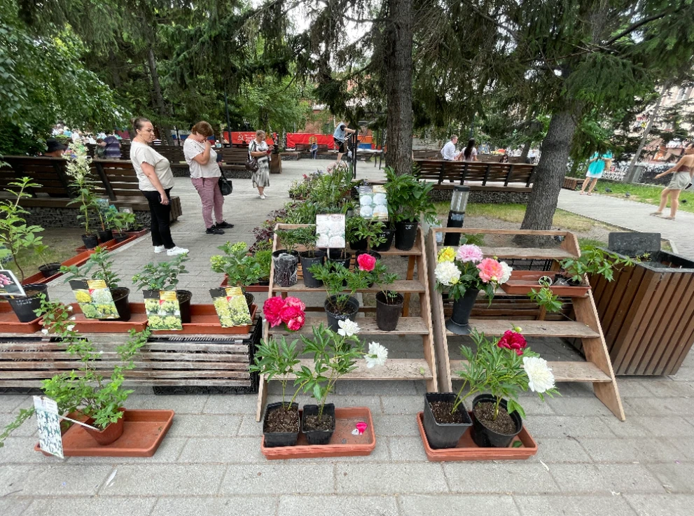 В Красноярске в сквере им. А.С. Пушкина вновь прошёл День Пиона 