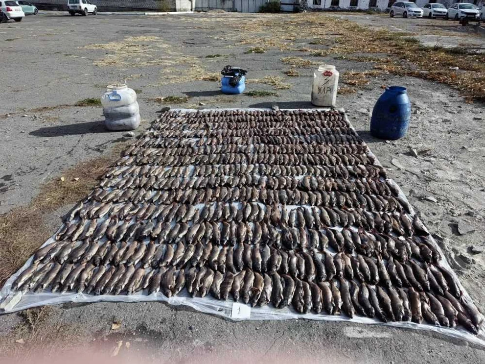 В Туве суд ожидает тоджинцев обвиняемых в браконьерстве и незаконном сбыте рыбы 