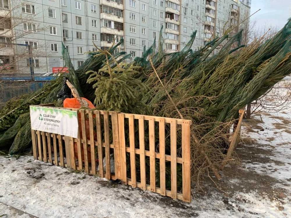Красноярцам рассказали, как можно утилизировать новогодние ёлки и украшения 